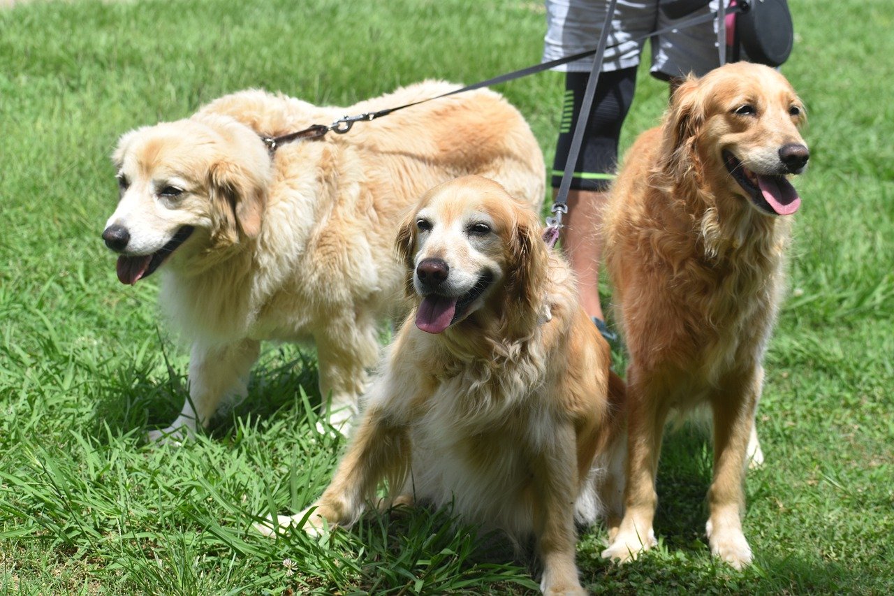 Dogs on a leash