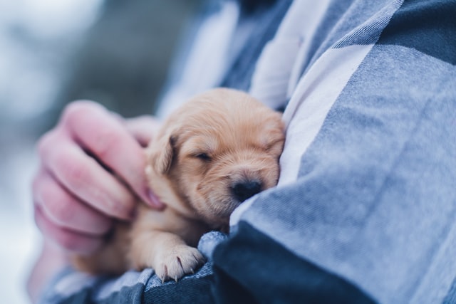 cuddling a puppy