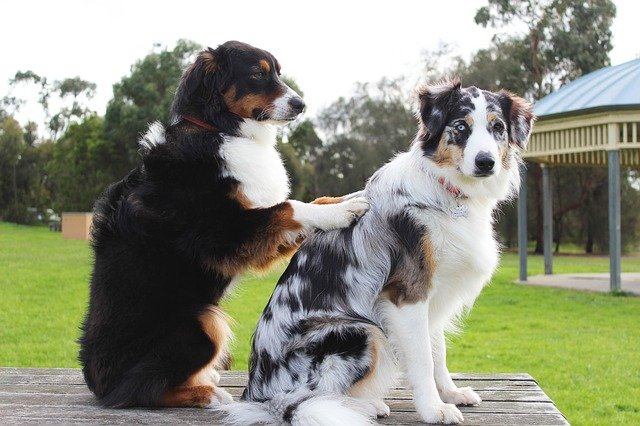 dogs taking care of each other