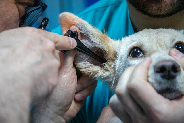 vet exam with the vet and vet technician