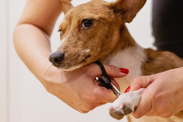 dog nail clipping