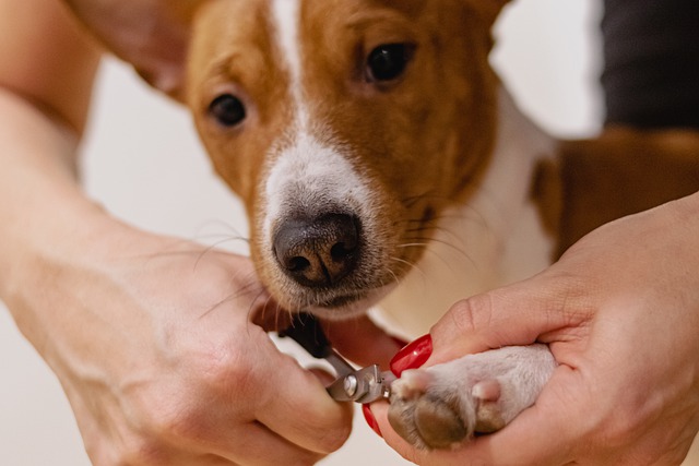 dog grooming training