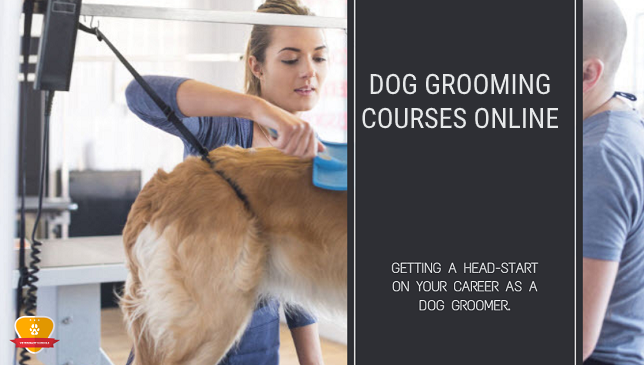 Dog Grooming Courses Online