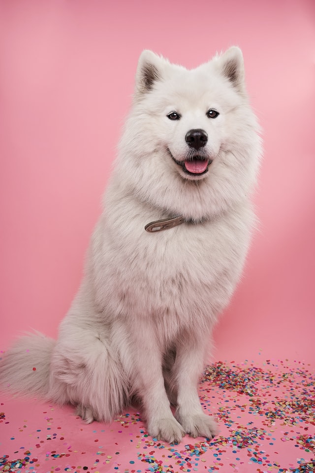 a groomed dog is a happy dog