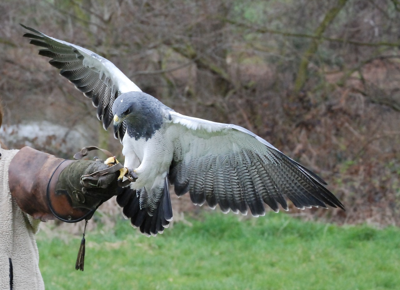 Animal training, training birds