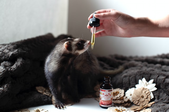 administering medicine to animal patients