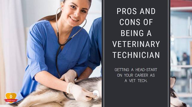 Pro and Cons of Being a Veterinary Technician