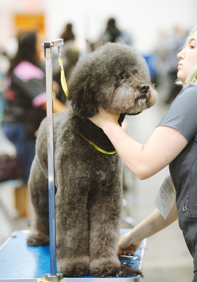 training to be a dog groomer