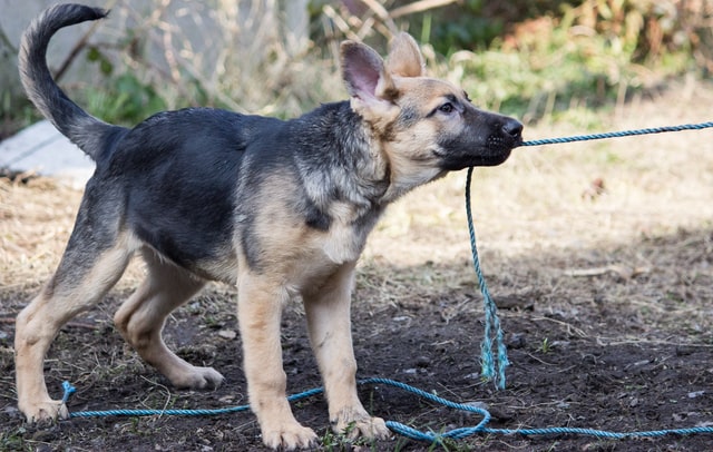 german shepherd with a playful behavior