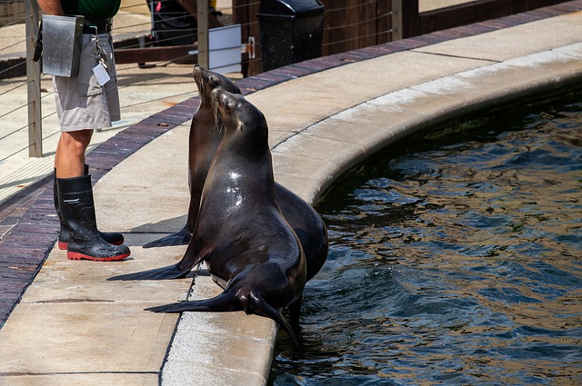 taking care of zoo animals