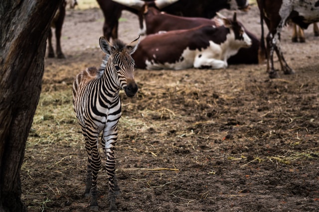 vet care in zoos and wildlife centers