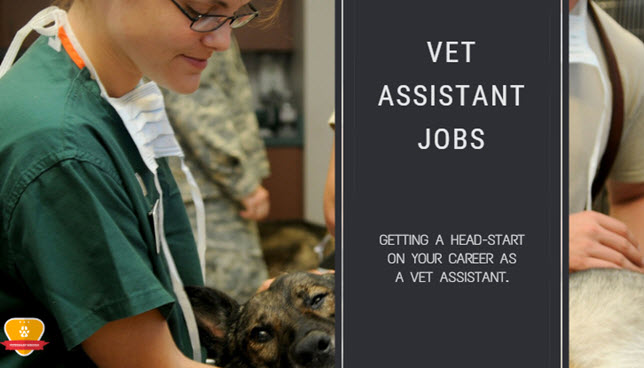 jobs for a day near me vet assistant