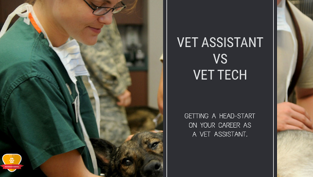 Vet Assistant VS Vet Tech