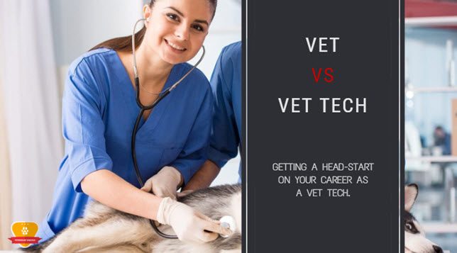 Vet vs Vet Tech