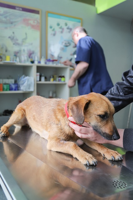 veterinary examination