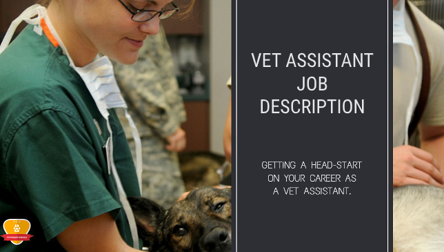 Vet Assistant Job Description