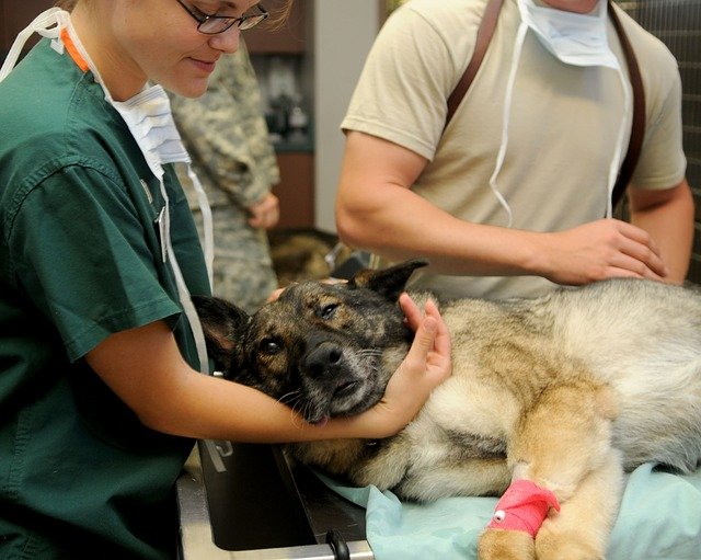 a veterinary technician taking care of an ill dog