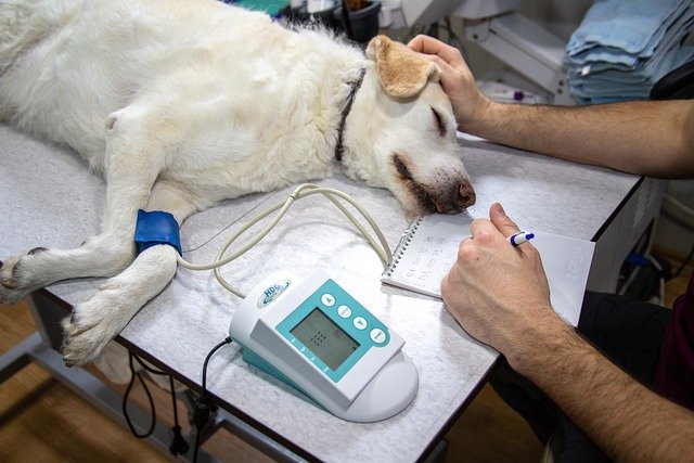 monitoring a dog's vitals