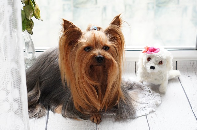 groomed yorkie